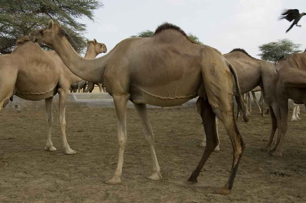 Camello - centro reserva nacional de Camellos - Bikaner - India 3.jpg